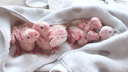 【繁殖状況】次回お迎え募集のヒナ＆抱卵中のペアをご紹介します